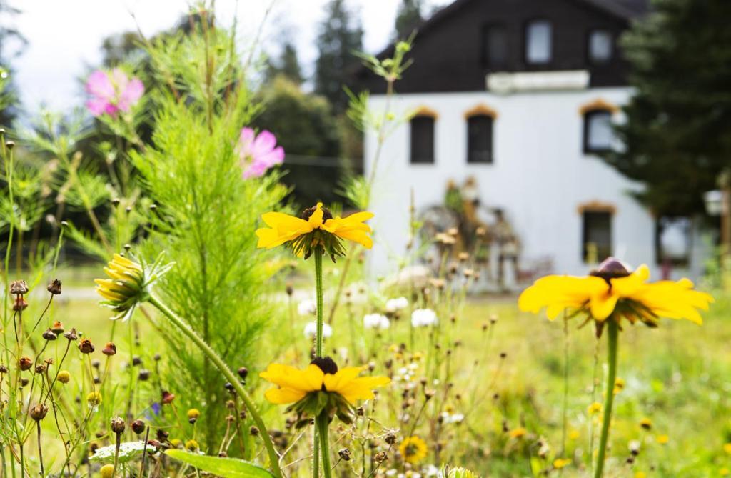 Pension Haus Fuerstenberg Beierfeld Esterno foto